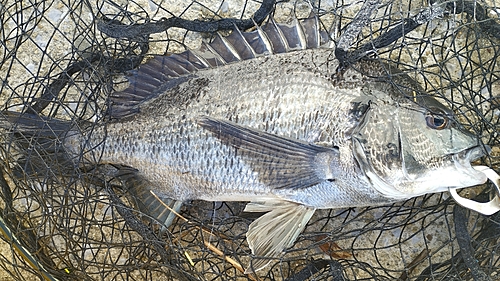 チヌの釣果