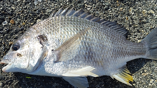 キビレの釣果