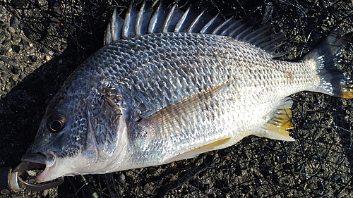 キビレの釣果