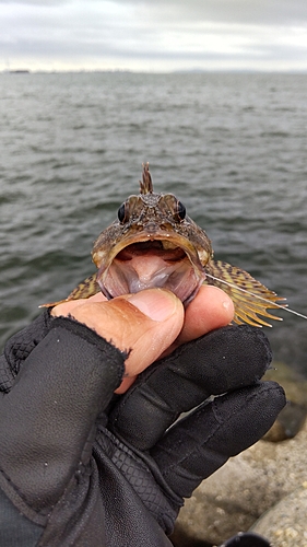 ガシラの釣果