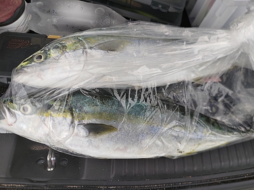 ハマチの釣果