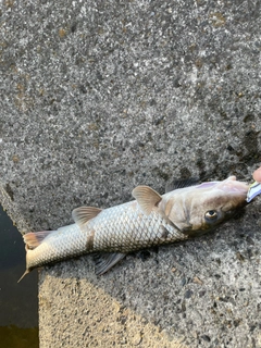 ニゴイの釣果