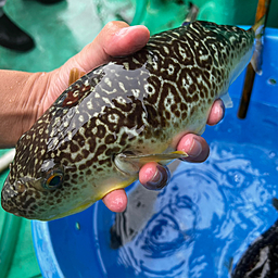 ショウサイフグ