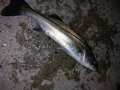 セイゴ（マルスズキ）の釣果