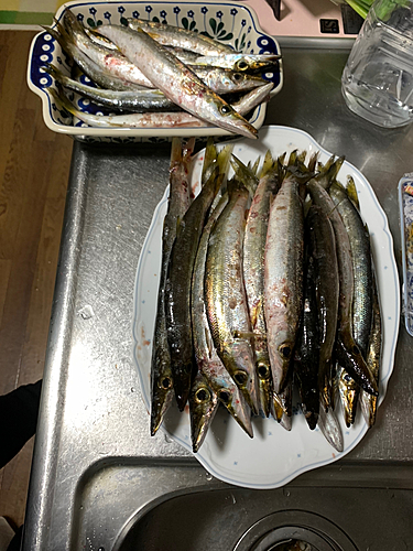 カマスの釣果