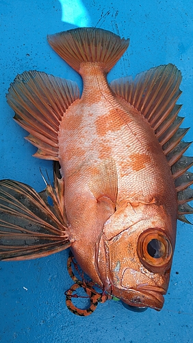 チカメキントキの釣果