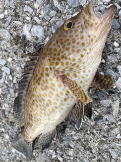 オオモンハタの釣果