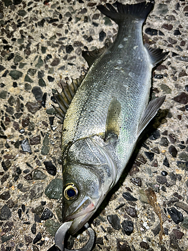 スズキの釣果