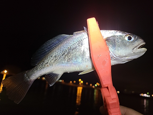 イシモチの釣果