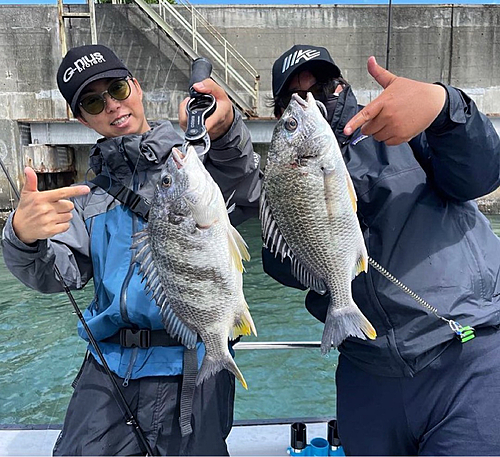 チヌの釣果