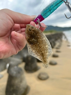 ソゲの釣果