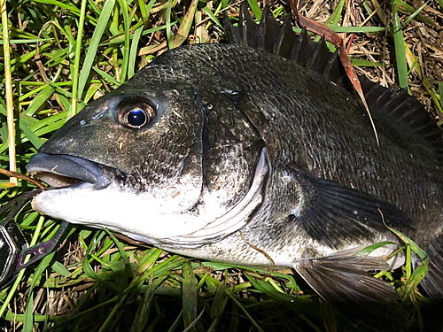 チヌの釣果