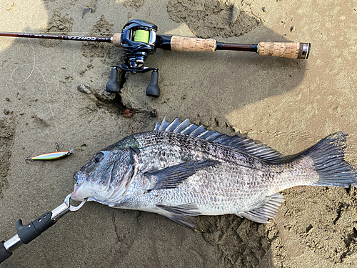 チヌの釣果