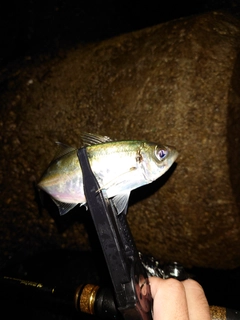 マアジの釣果