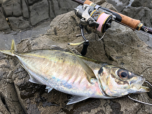 マアジの釣果