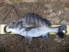 クロダイの釣果