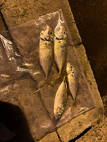 アジの釣果