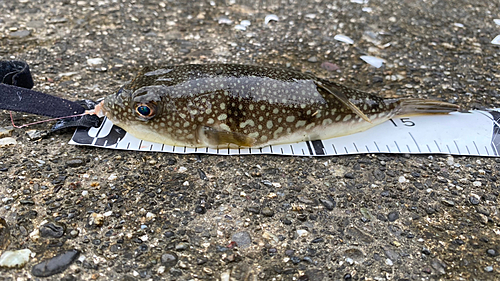 コモンフグの釣果