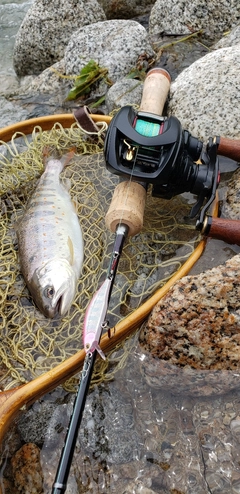 アマゴの釣果