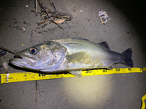 シーバスの釣果