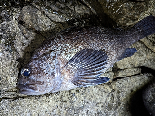 マゾイの釣果