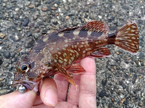 カサゴの釣果