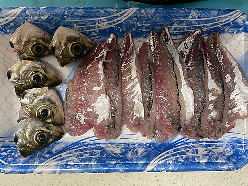 アジの釣果