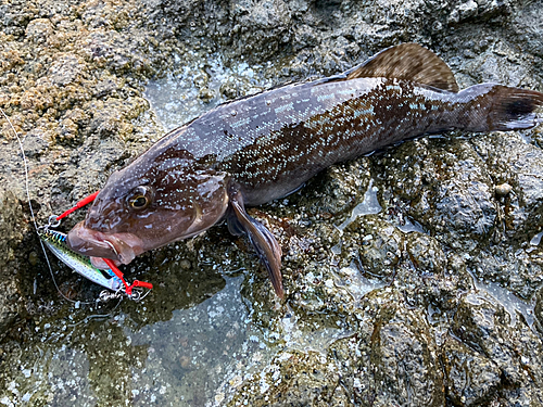 アイナメの釣果