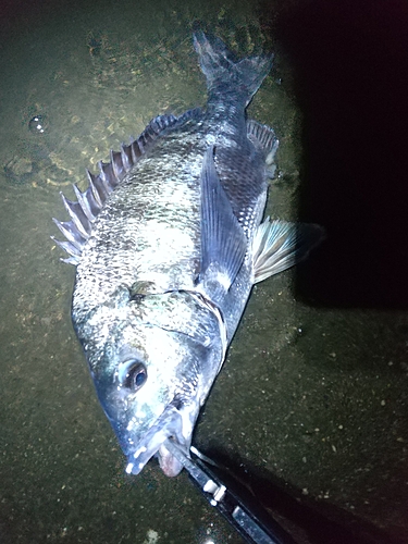 チヌの釣果