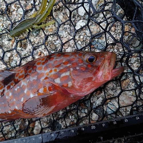 キジハタの釣果