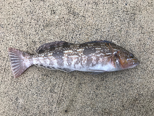 アイナメの釣果