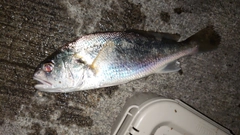 イシモチの釣果