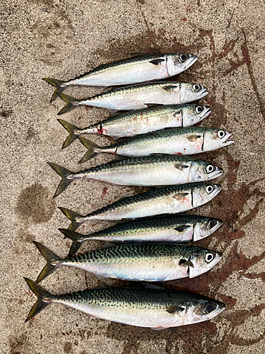 サバの釣果