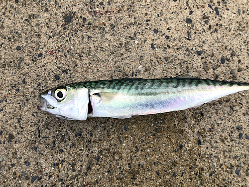 サバの釣果