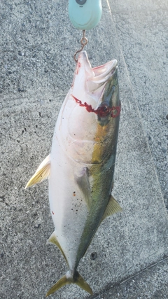 ハマチの釣果