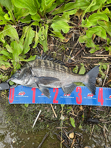 クロダイの釣果