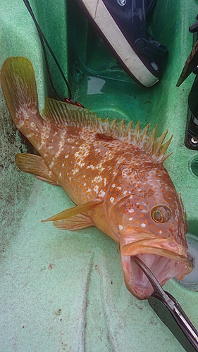 キジハタの釣果