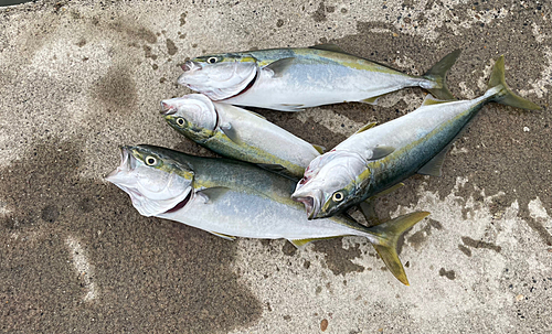 ホウボウの釣果