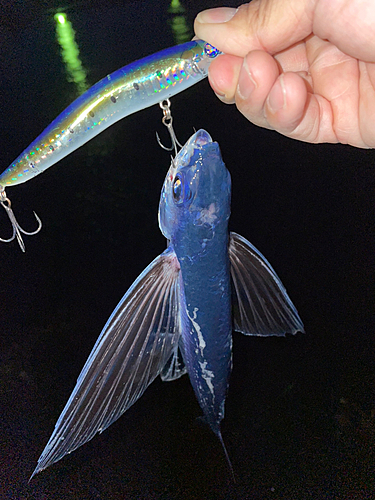 トビウオの釣果