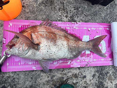 タイの釣果