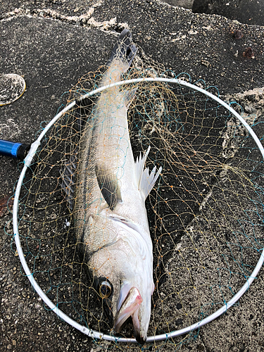 スズキの釣果