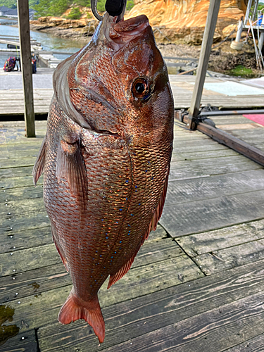 タイの釣果