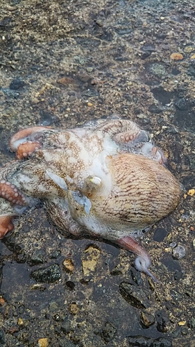 タコの釣果