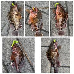 ガシラの釣果