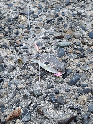 クサフグの釣果