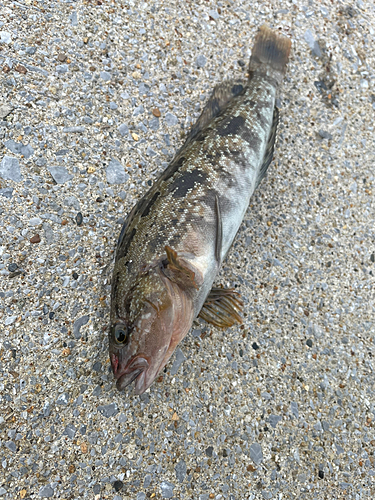 アイナメの釣果