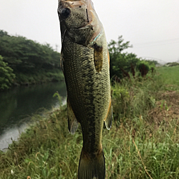 ブラックバス