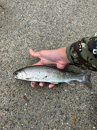 イワナの釣果