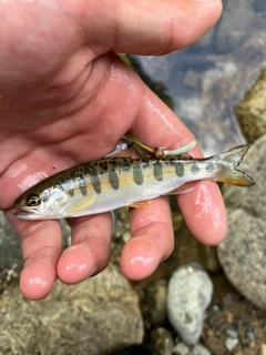 ヤマメの釣果