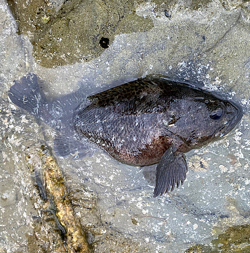 ムラソイの釣果